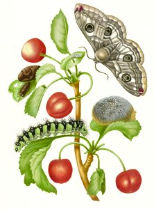 Gedaanteverwisseling van de nachtpauwoog (1679) by Maria Sibylla Merian.. Free illustration for personal and commercial use.