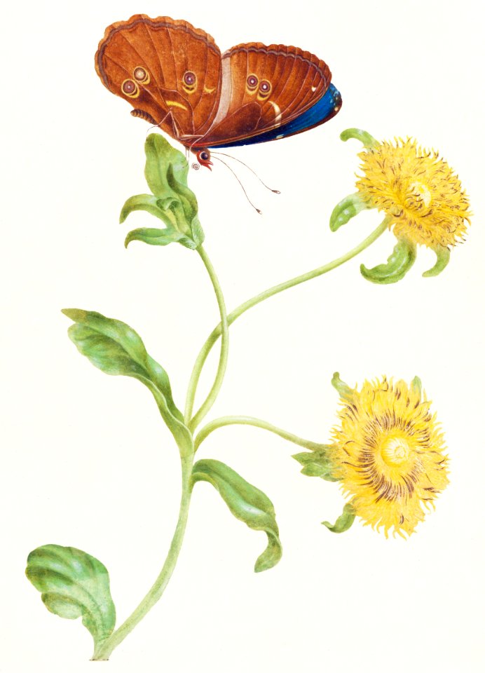 Vlinder op de knop van een plant met gele bloemen (1965) by Maria Sibylla Merian.
