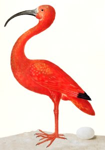 Scarlet Ibis with an Egg (1699–1700) by Maria Sibylla Merian.