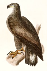 1. The Bald Eagle (Haliaëtos leucocephalus) 2. The Slate-colored Hawk (Astur fuscus) illustration from Zoology of New York (1842–1844) by James Ellsworth De Kay.