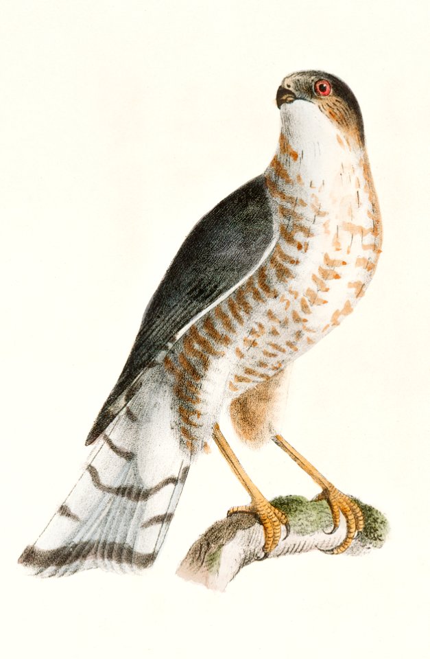 1. The Bald Eagle (Haliaëtos leucocephalus) 2. The Slate-colored Hawk (Astur fuscus) illustration from Zoology of New York (1842–1844) by James Ellsworth De Kay.