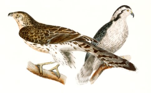 3. The Rough-legged Buzzard (Buteo sancti-joannis) 4. & 5. The American Goshawk (Astur atricapillus) illustration from Zoology of New York (1842–1844) by James Ellsworth De Kay.