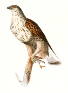 3. The Rough-legged Buzzard (Buteo sancti-joannis) 4. & 5. The American Goshawk (Astur atricapillus) illustration from Zoology of New York (1842–1844) by James Ellsworth De Kay.. Free illustration for personal and commercial use.