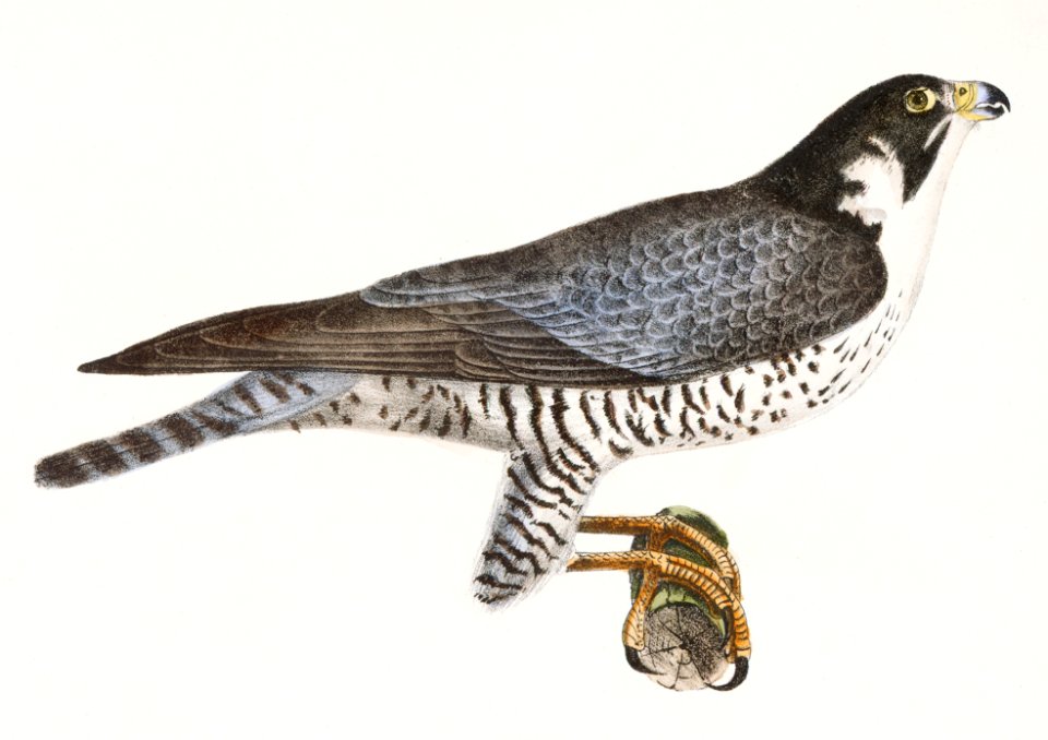 6. & 7. The Marsh Harrier (Circus uliginosus) 8. The Duck Hawk (Falco anatum) illustration from Zoology of New York (1842–1844) by James Ellsworth De Kay.