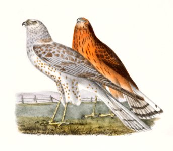6. & 7. The Marsh Harrier (Circus uliginosus) 8. The Duck Hawk (Falco anatum) illustration from Zoology of New York (1842–1844) by James Ellsworth De Kay.. Free illustration for personal and commercial use.