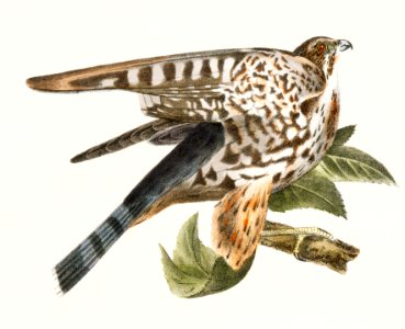 9. The Pigeon Hawk (Falco columbarius) 10. Cooper's Hawk (Astur cooperi) illustration from Zoology of New York (1842–1844) by James Ellsworth De Kay.. Free illustration for personal and commercial use.