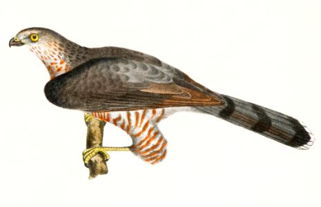 9. The Pigeon Hawk (Falco columbarius) 10. Cooper's Hawk (Astur cooperi) illustration from Zoology of New York (1842–1844) by James Ellsworth De Kay.