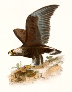 13. The Red-shoudered Buzzard (Buteo hyemalis) 14. The Golden Eagle (Aquila Chrysaëtos) illustration from Zoology of New York (1842–1844) by James Ellsworth De Kay.