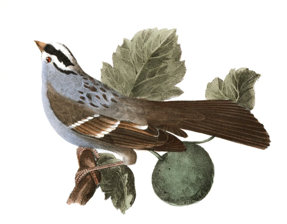 140. The Bay-winged Sparrow (Fringilla graminea) 141. The White-throated Sparrow (Fringilla pensylvanica) illustration from Zoology of New York (1842–1844) by James Ellsworth De Kay.