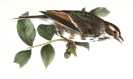 140. The Bay-winged Sparrow (Fringilla graminea) 141. The White-throated Sparrow (Fringilla pensylvanica) illustration from Zoology of New York (1842–1844) by James Ellsworth De Kay.. Free illustration for personal and commercial use.