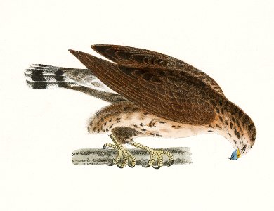 11. The Broad-winged Buzzard (Buteo pennsylvanicus) 12. Turkey Buzzard (Cathartes aura) illustration from Zoology of New York (1842–1844) by James Ellsworth De Kay.