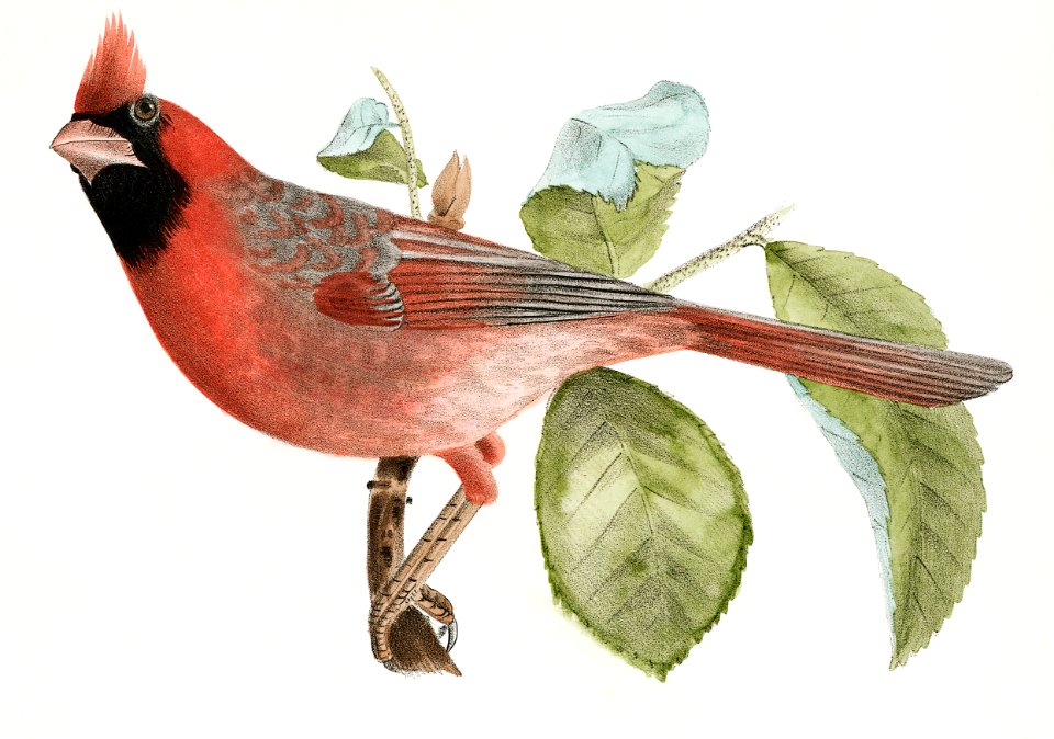 142. The Pine Bulfinch (Corythus enucleator) 143. The Cardinal Grosbeak (Pitylus cardinalis) illustration from Zoology of New York (1842–1844) by James Ellsworth De Kay.