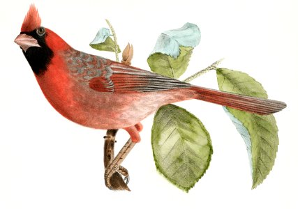 142. The Pine Bulfinch (Corythus enucleator) 143. The Cardinal Grosbeak (Pitylus cardinalis) illustration from Zoology of New York (1842–1844) by James Ellsworth De Kay.