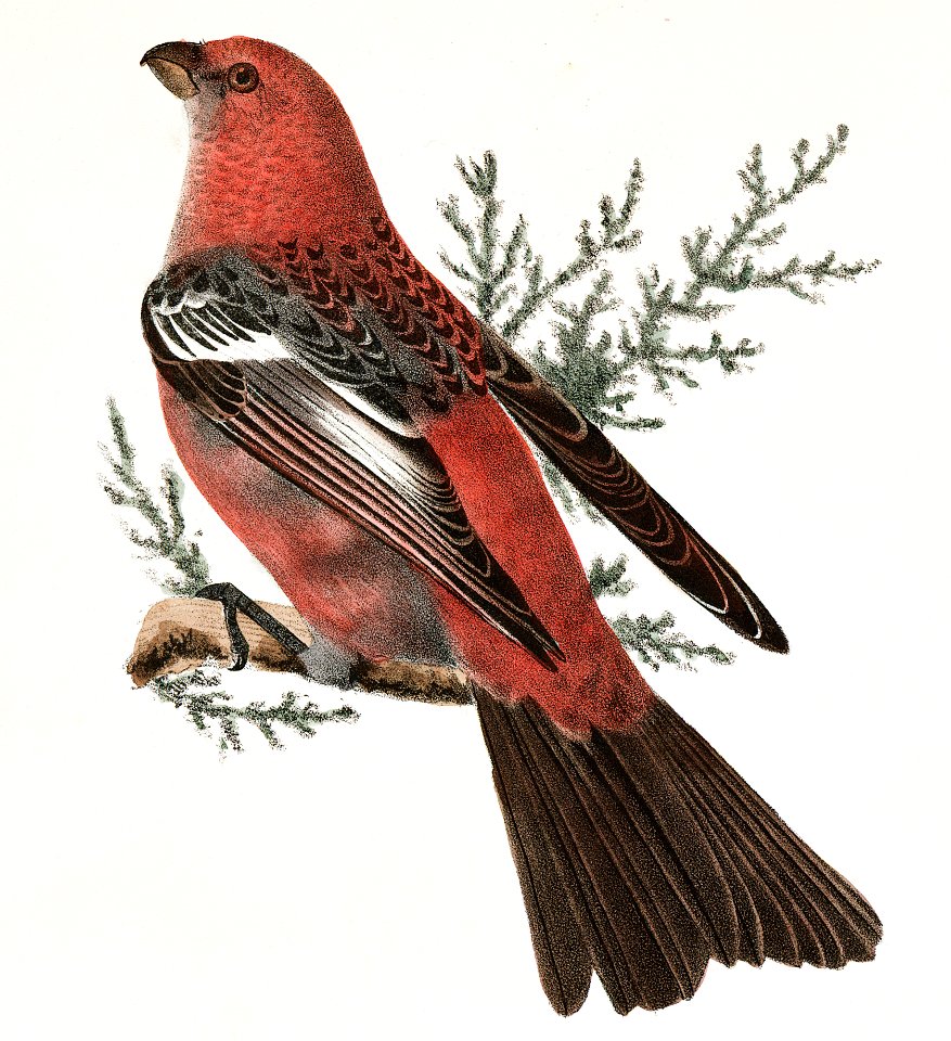 142. The Pine Bulfinch (Corythus enucleator) 143. The Cardinal Grosbeak (Pitylus cardinalis) illustration from Zoology of New York (1842–1844) by James Ellsworth De Kay.