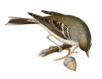 119. The Ruby-crowned Kinglet (Regulus calendula) 120. The Pine Warbler (Sylvicola pinus) illustration from Zoology of New York (1842–1844) by James Ellsworth De Kay.