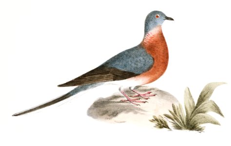 166. Carolina Turtle Dove (Ectopistes carolinensis) 167. Wild Pigeon (Ectopistes migratoria) illustration from Zoology of New York (1842–1844) by James Ellsworth De Kay.
