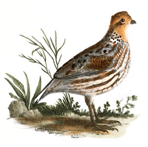 168. American Quail (Ortyx virginiana) 169. Ditto, female illustration from Zoology of New York (1842–1844) by James Ellsworth De Kay.. Free illustration for personal and commercial use.