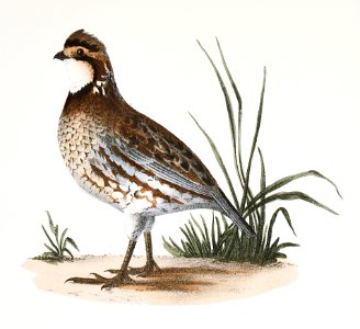 168. American Quail (Ortyx virginiana) 169. Ditto, female illustration from Zoology of New York (1842–1844) by James Ellsworth De Kay.