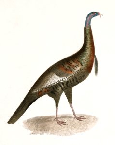 172. Wild Turkey (Meleagris gallopavo) 173. Spruce Grouse (Tetrao canadensis) illustration from Zoology of New York (1842–1844) by James Ellsworth De Kay.. Free illustration for personal and commercial use.