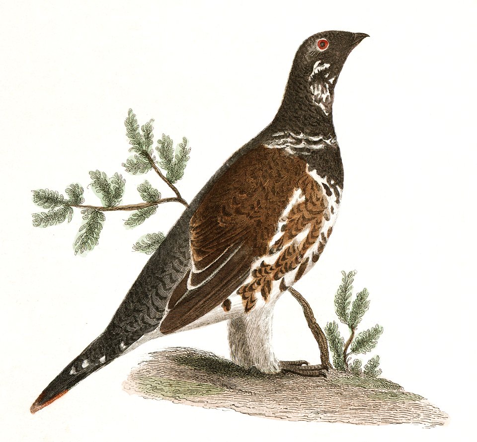 172. Wild Turkey (Meleagris gallopavo) 173. Spruce Grouse (Tetrao canadensis) illustration from Zoology of New York (1842–1844) by James Ellsworth De Kay.