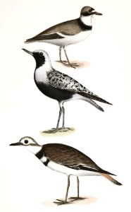 179. American Ring Plover (Charadrius semipalmatus) 180. Black-breasted Snipe (Charadrius helveticus) 181. Kildeer (Charadrius vociferus) illustration from Zoology of New York (1842–1844) by James Ellsworth De Kay.. Free illustration for personal and commercial use.