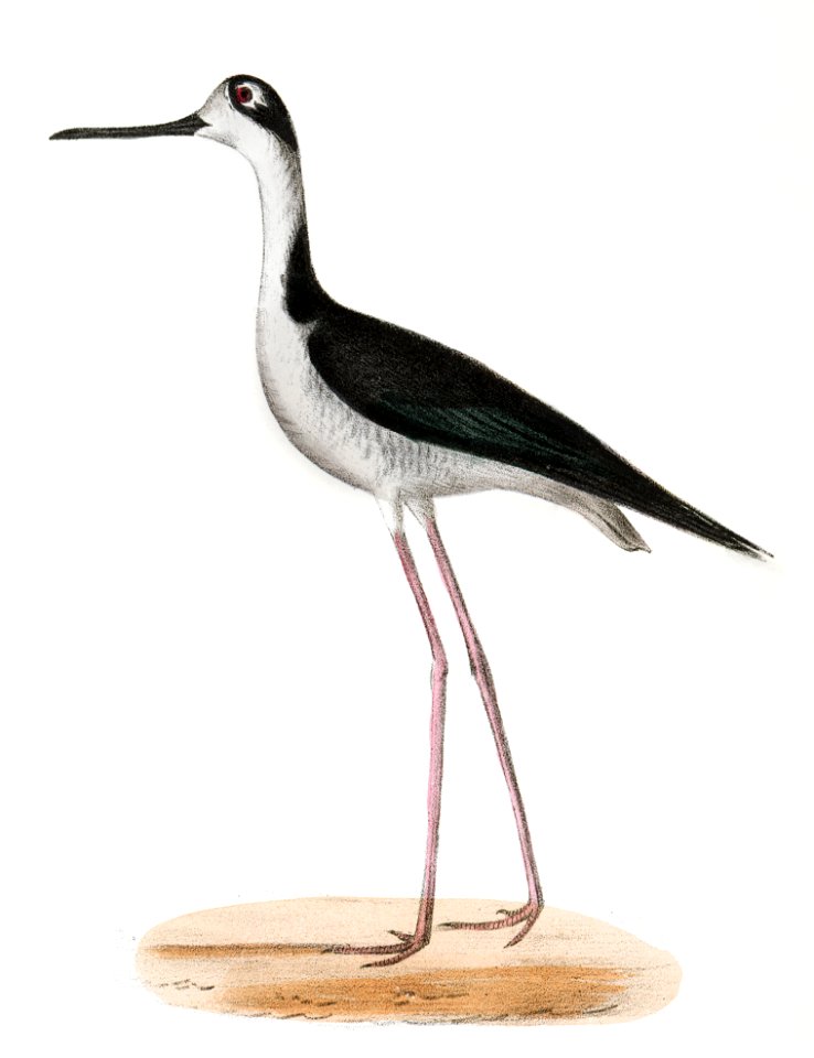 199. Yellow-crowned Night Heron (Ardea violacea) 200. Lawyer (Himantopus nigricollis) illustration from Zoology of New York (1842–1844) by James Ellsworth De Kay.