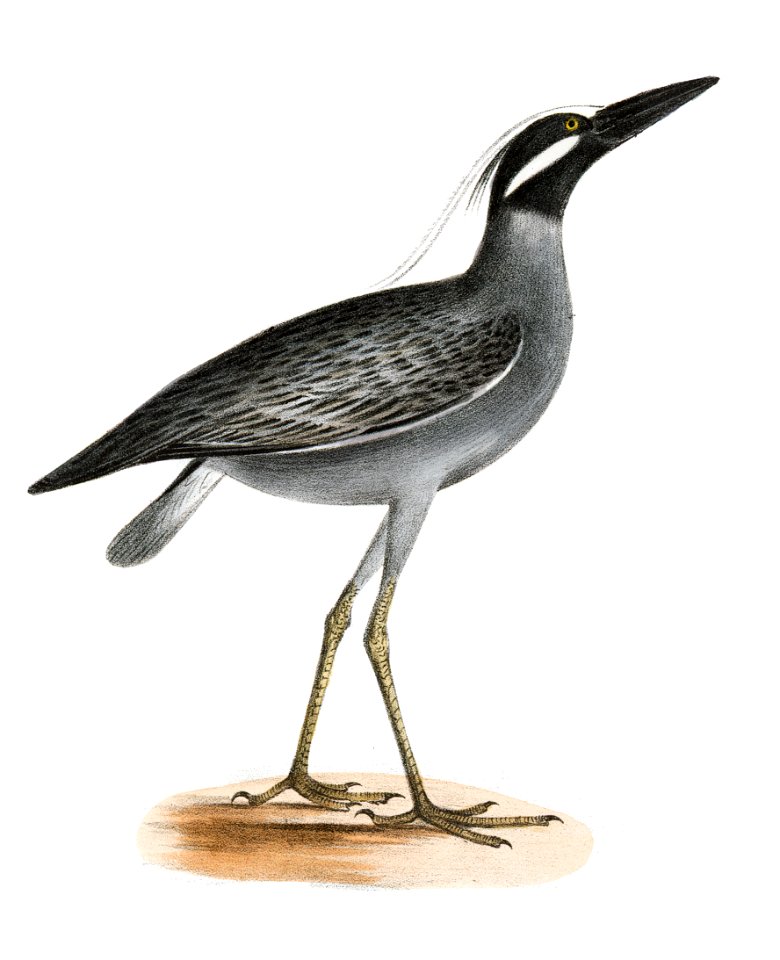 199. Yellow-crowned Night Heron (Ardea violacea) 200. Lawyer (Himantopus nigricollis) illustration from Zoology of New York (1842–1844) by James Ellsworth De Kay.