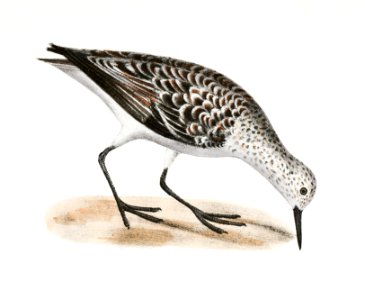 205. Sanderling (Calidris alenaria) 206. Spotted Sandlark (Totanus macualrius) illustration from Zoology of New York (1842–1844) by James Ellsworth De Kay.