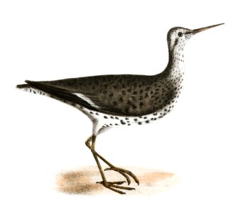 205. Sanderling (Calidris alenaria) 206. Spotted Sandlark (Totanus macualrius) illustration from Zoology of New York (1842–1844) by James Ellsworth De Kay.
