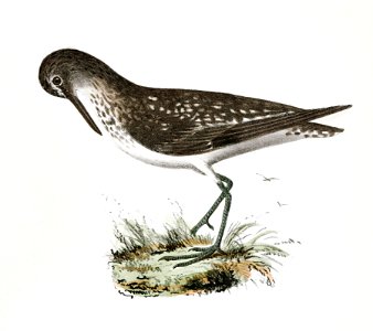 209. Grey Plover (Totanus bartrami) 210. Solitary Tatler (Totanus chloropygius) illustration from Zoology of New York (1842–1844) by James Ellsworth De Kay.