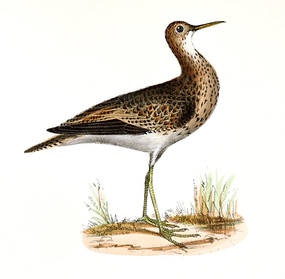 209. Grey Plover (Totanus bartrami) 210. Solitary Tatler (Totanus chloropygius) illustration from Zoology of New York (1842–1844) by James Ellsworth De Kay.