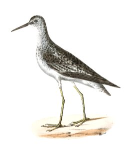 211. Varied Tatler (Titatus malenoleucus) 212. Yellowlegs (Totanus flavipes) illustration from Zoology of New York (1842–1844) by James Ellsworth De Kay.