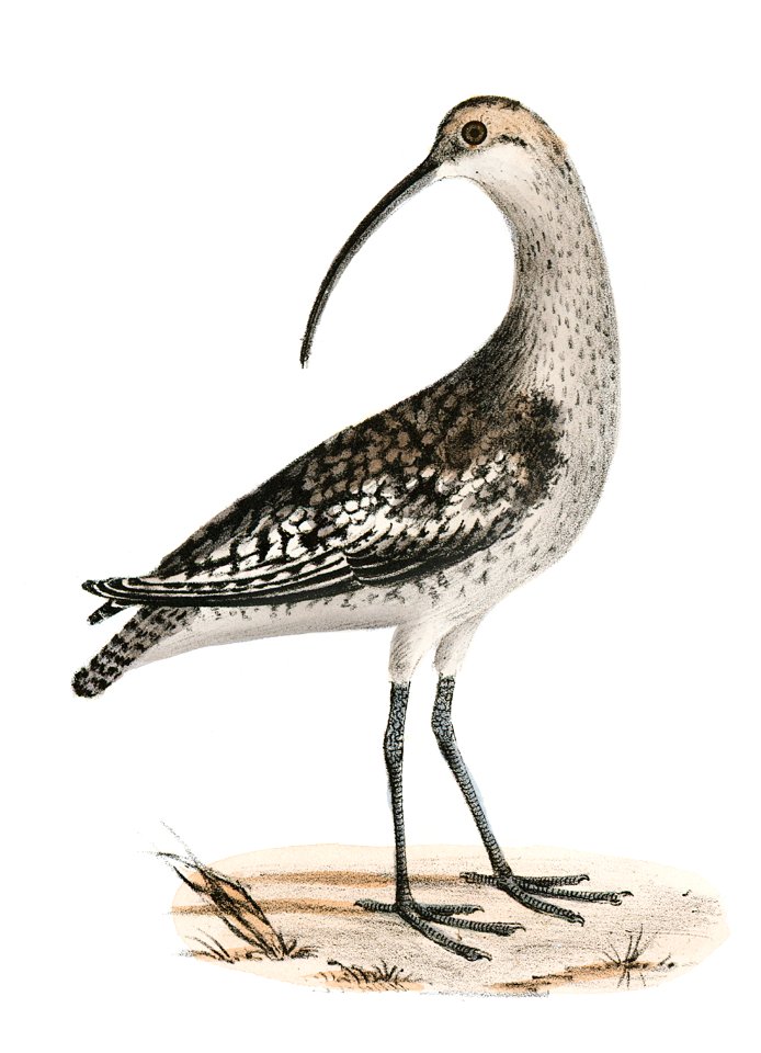 215. Jack Curlew (Numenius hudsonius) 216. Long-billed Curlew (Numenius longirostris) illustration from Zoology of New York (1842–1844) by James Ellsworth De Kay.