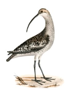 215. Jack Curlew (Numenius hudsonius) 216. Long-billed Curlew (Numenius longirostris) illustration from Zoology of New York (1842–1844) by James Ellsworth De Kay.