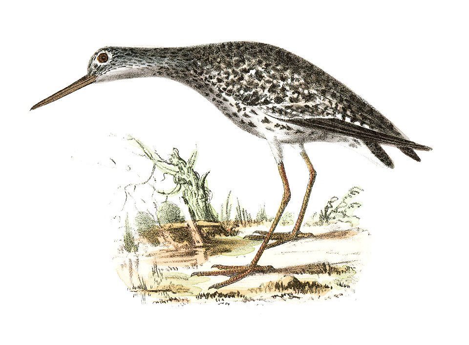211. Varied Tatler (Titatus malenoleucus) 212. Yellowlegs (Totanus flavipes) illustration from Zoology of New York (1842–1844) by James Ellsworth De Kay.