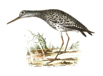 211. Varied Tatler (Titatus malenoleucus) 212. Yellowlegs (Totanus flavipes) illustration from Zoology of New York (1842–1844) by James Ellsworth De Kay.
