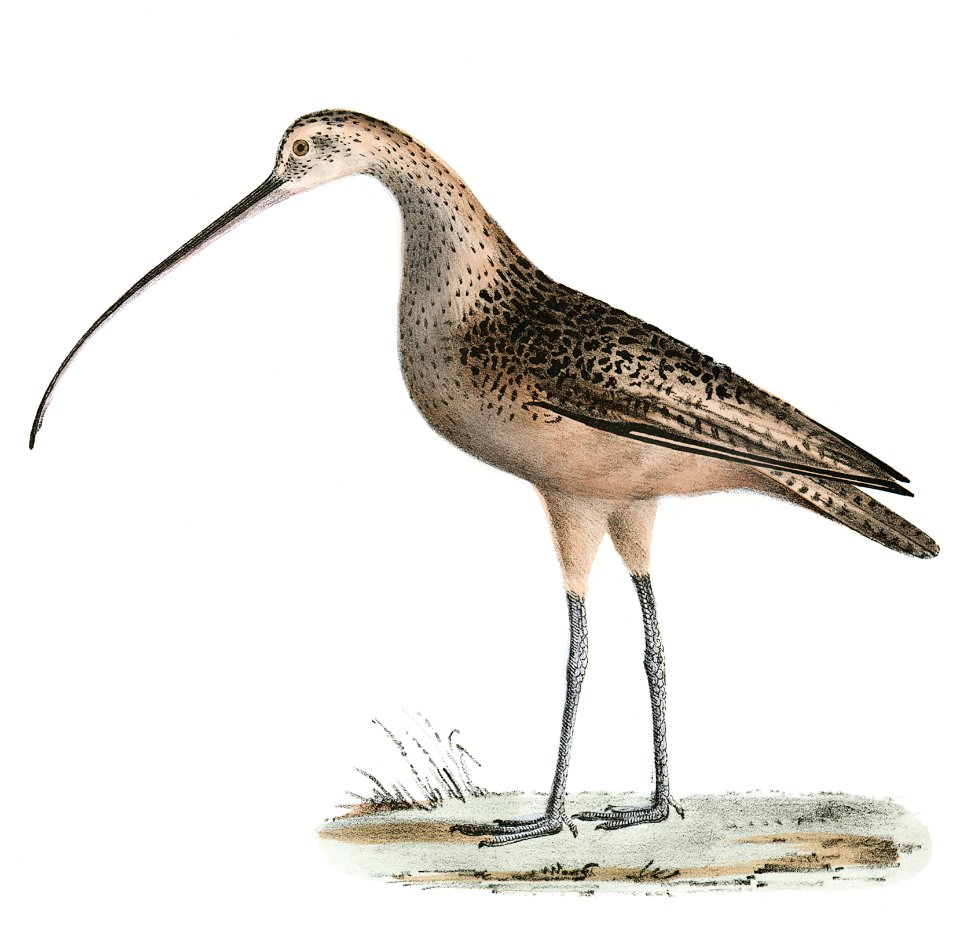 215. Jack Curlew (Numenius hudsonius) 216. Long-billed Curlew (Numenius longirostris) illustration from Zoology of New York (1842–1844) by James Ellsworth De Kay.