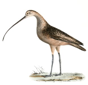 215. Jack Curlew (Numenius hudsonius) 216. Long-billed Curlew (Numenius longirostris) illustration from Zoology of New York (1842–1844) by James Ellsworth De Kay.