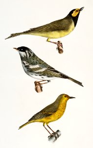 128. The Hooded Warbler (Wilsonia mitrata) 129. The Blackpoll Warbler (Sylvicola striata) 130. The Summer Yellowbird (Sylvicola æstiva) illustration from Zoology of New York (1842–1844) by James Ellsworth De Kay.. Free illustration for personal and commercial use.