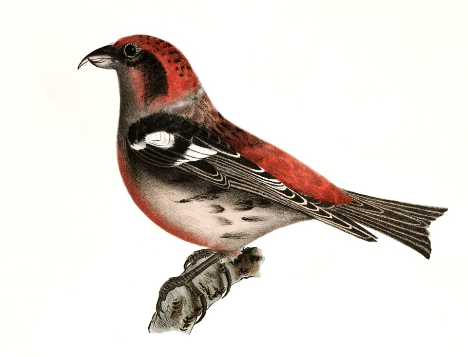 144. The American Crossbill (Loxia americana) 145. The White-winged Crossbill (Loxia leucoptera) illustration from Zoology of New York (1842–1844) by James Ellsworth De Kay.. Free illustration for personal and commercial use.