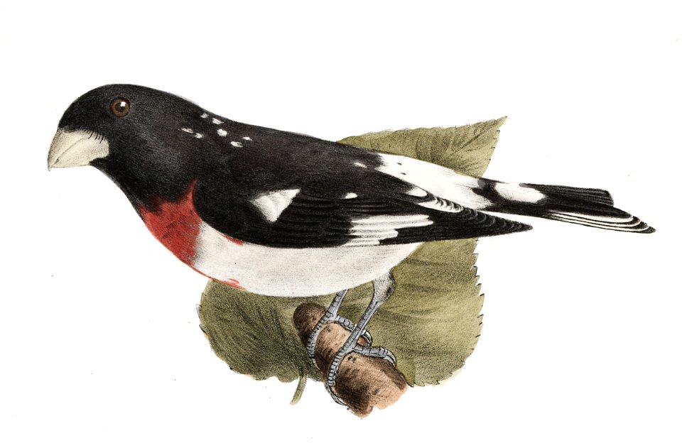 146. The Blue Grosbeak (Coccoborus ceruleus) 147. The Rose-breasted Grosbeak (Coccoborus ludovicianus) illustration from Zoology of New York (1842–1844) by James Ellsworth De Kay.