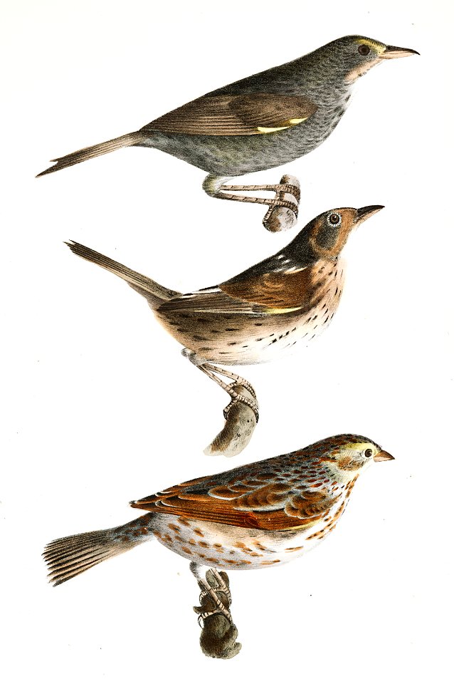 153. Seaside Finch (Ammodramus maritimus) 154. Quail-head (Ammodramus caudacutus) 155. Savannah Bunting (Emberiza savana) illustration from Zoology of New York (1842–1844) by James Ellsworth De Kay.