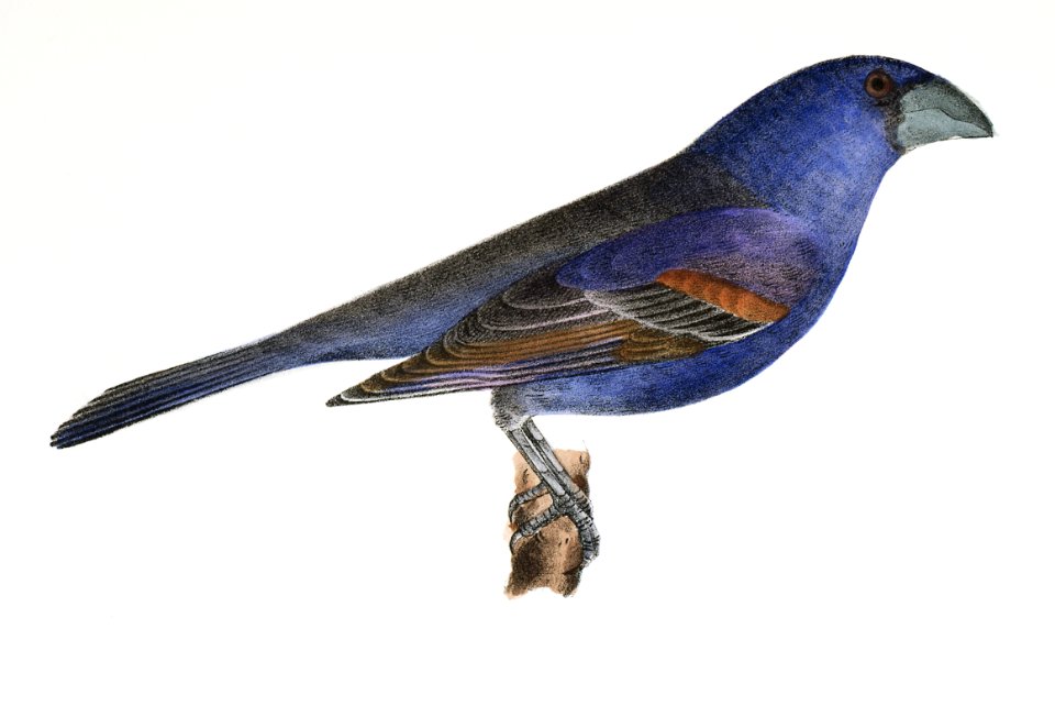 146. The Blue Grosbeak (Coccoborus ceruleus) 147. The Rose-breasted Grosbeak (Coccoborus ludovicianus) illustration from Zoology of New York (1842–1844) by James Ellsworth De Kay.