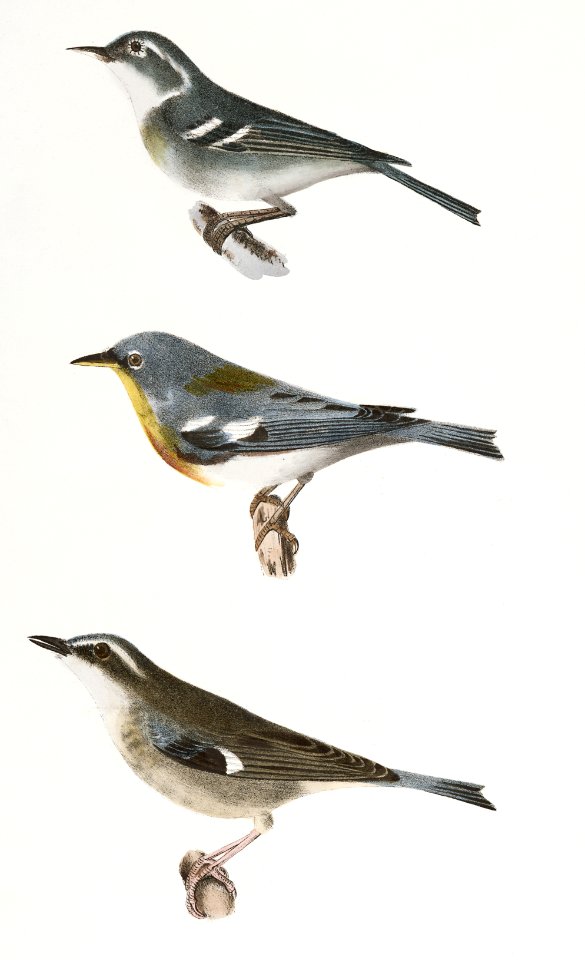 107. The Blue-grey Warbler (Sylvicola cærulea) 108. The Blue Yellow-backed Warbler (Sylvicola americana) 109. The Black-throated Blue Warbler (Sylvicola canadensis) illustration from Zoology of New York (1842–1844) by James Ellsworth De Kay.. Free illustration for personal and commercial use.