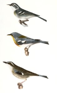 107. The Blue-grey Warbler (Sylvicola cærulea) 108. The Blue Yellow-backed Warbler (Sylvicola americana) 109. The Black-throated Blue Warbler (Sylvicola canadensis) illustration from Zoology of New York (1842–1844) by James Ellsworth De Kay.. Free illustration for personal and commercial use.