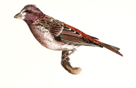 163. Crested Purple Finch ( Erythrospiza purpurea) 164. Tree Bunting (Emberiza canadensis) illustration from Zoology of New York (1842–1844) by James Ellsworth De Kay.