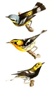 112. The Spotted Warbler (Sylvicola maculosa) 113. The Blackburnian Warbler (Sylvicola blackburniæ) 114. The Black-throated Green Warbler (Sylvicola virens) illustration from Zoology of New York (1842–1844) by James Ellsworth De Kay.. Free illustration for personal and commercial use.