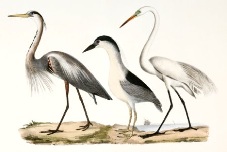 184. Great Blue Heron (Ardea herodias) 185. Black-crowned Night Heron (Ardea discors) 186. Great White Heron (Ardea leuce) illustration from Zoology of New York (1842–1844) by James Ellsworth De Kay.. Free illustration for personal and commercial use.