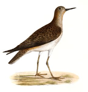 217. He Ruff (Tringa pugnax) 218. Red-breasted Sandpiper (Tringa canutus) illustration from Zoology of New York (1842–1844) by James Ellsworth De Kay.. Free illustration for personal and commercial use.
