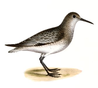 217. He Ruff (Tringa pugnax) 218. Red-breasted Sandpiper (Tringa canutus) illustration from Zoology of New York (1842–1844) by James Ellsworth De Kay.